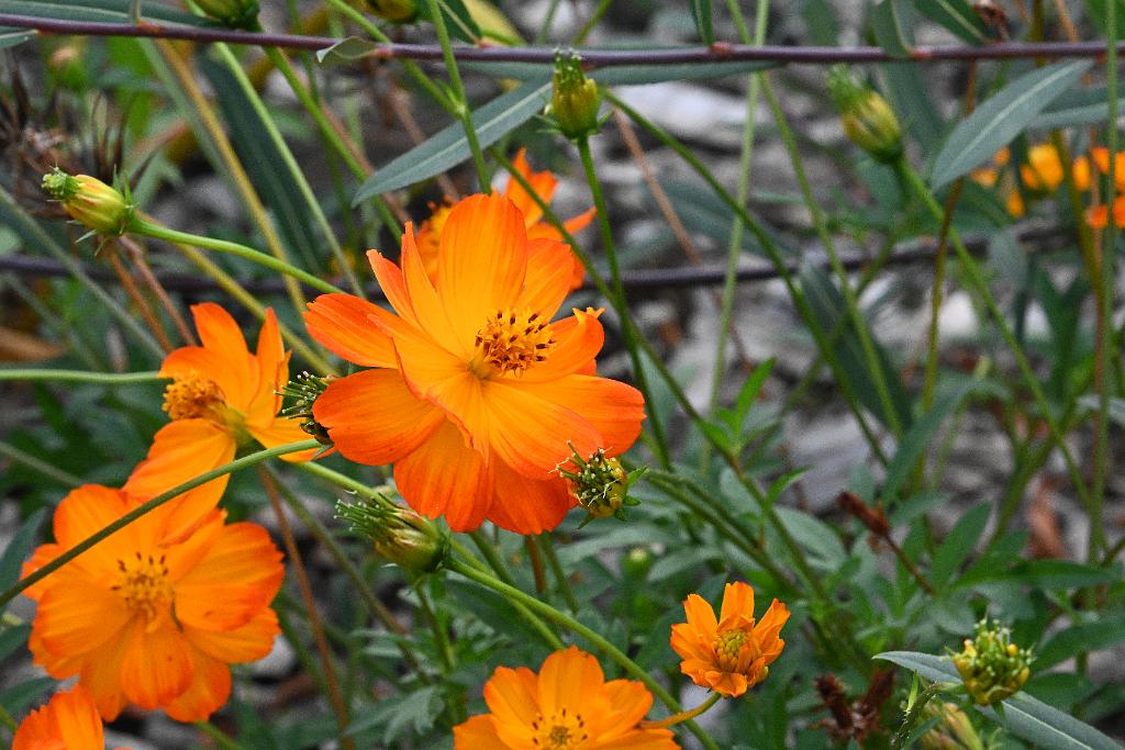 2025-08270219 Tower Hill Botanic Garden, MA.JPG - Sulphur Cosmos (Cosmos sulphureus).  New England Botanic Garden at Tower Hill, MA, 8-27-2025